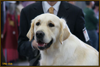 cachorros golden retriever